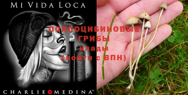 шишки Беломорск